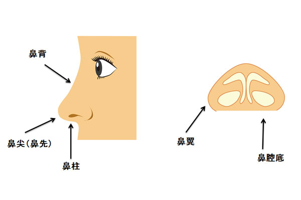 鼻背、鼻尖（鼻先）、鼻柱、鼻翼、鼻腔底
