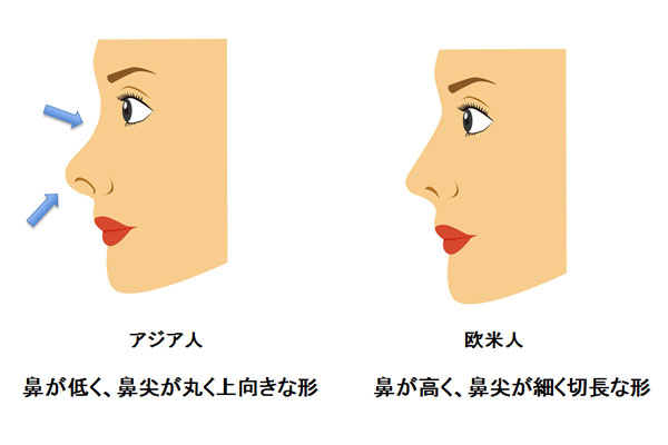 アジア人と欧米人の鼻