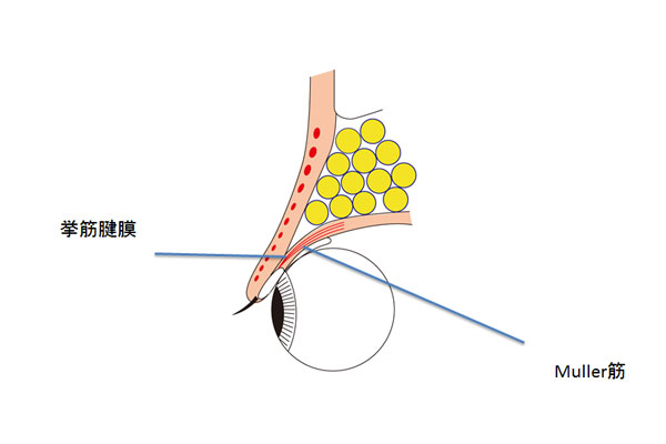 挙筋腱膜とMuller筋