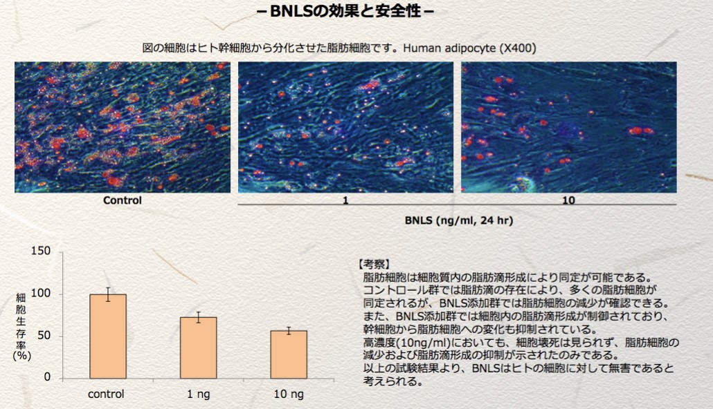 BNLS Neoの脂肪細胞反応実験